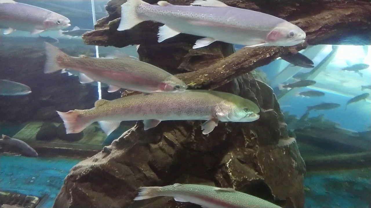 日本最大の淡水魚 幻の魚 イトウ Youtube