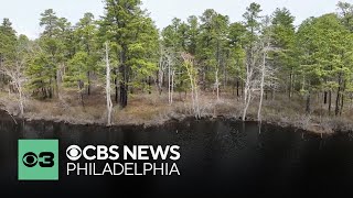 New Jersey s ghost forests are an indicator of climate change The state is fighting back