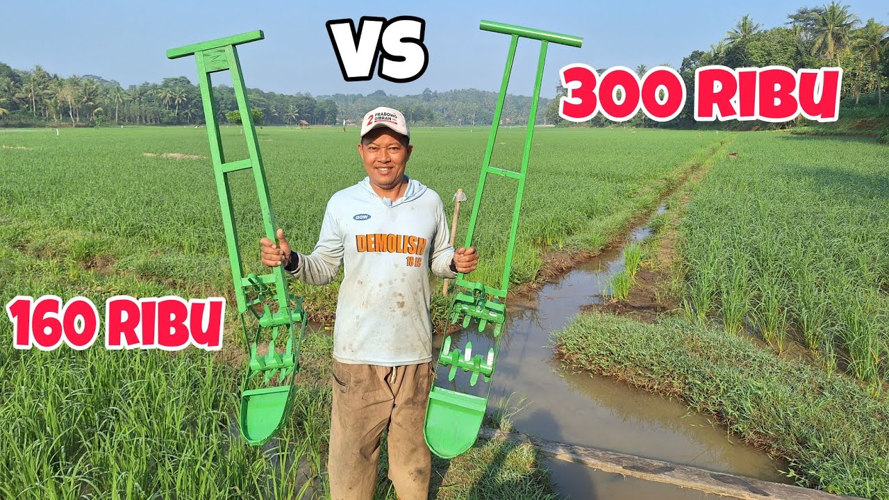 Tes Osrok padi 160 vs 300 ribu