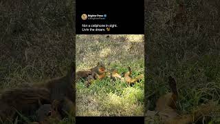 Sleeping like rent is due tomorrow🐿️