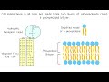 Understanding Lipids