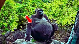 Pregnant Gorilla Refuses To Give Birth, Vet Gets Shock Of His Life When He Sees The Ultrasound