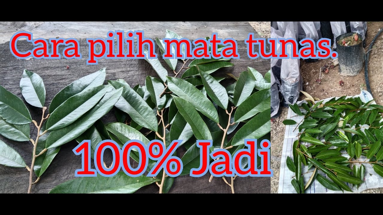 Cara memilih mata tunas dan rawatan sebelum membuat cantuman.