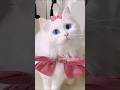 Why blue eyed cat can be deaf