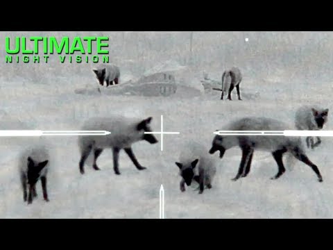 Thermal Predator Hunting | 60 Coyotes Down by O&rsquo;Neill Ops