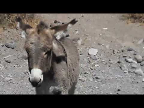 Video: Poți aduce câini în Oatman Az?