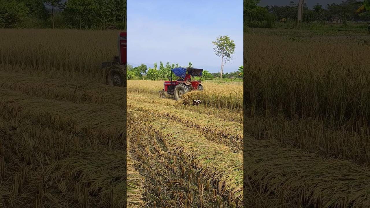 🚜 “Rice Cutting by Tractor | Modern Farming in My Village 🌾 