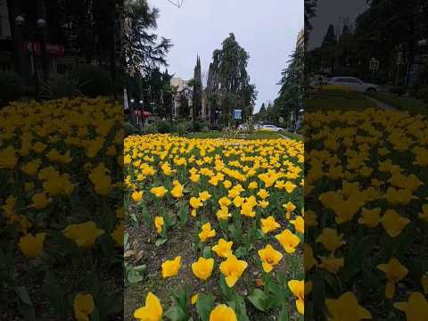 Весна в Сочи🌷🌴🏖️