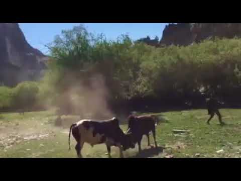 Bull fighting in Chitral بیلوں کی لڑائی