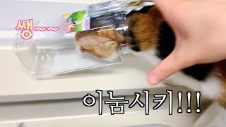 [ENG SUB] You will laugh so hard if you see my Funny cat.