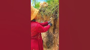 Blocked Drains Unclogged Pipe Clearing Techniques #clogged #satisfying #unclog #shorts #video