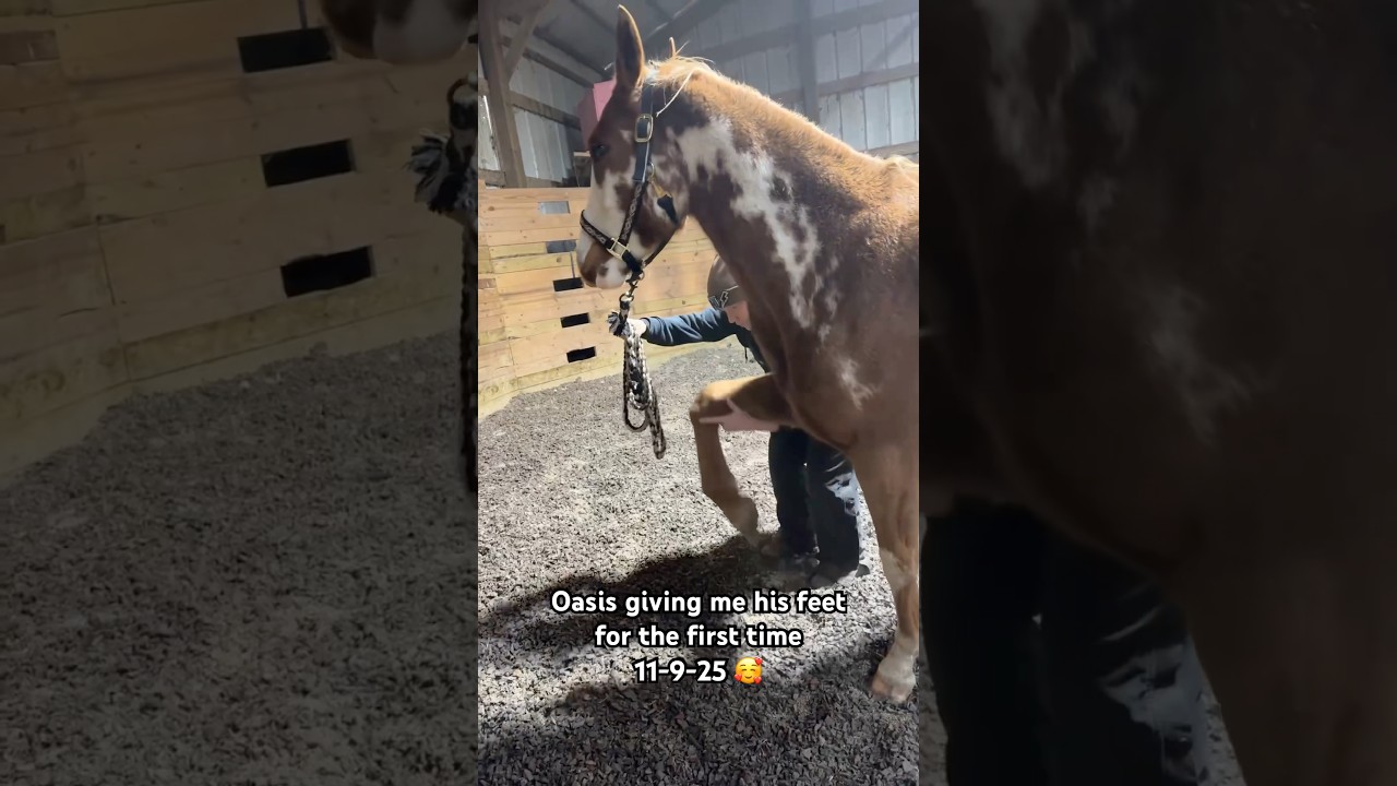 Horse training & human training