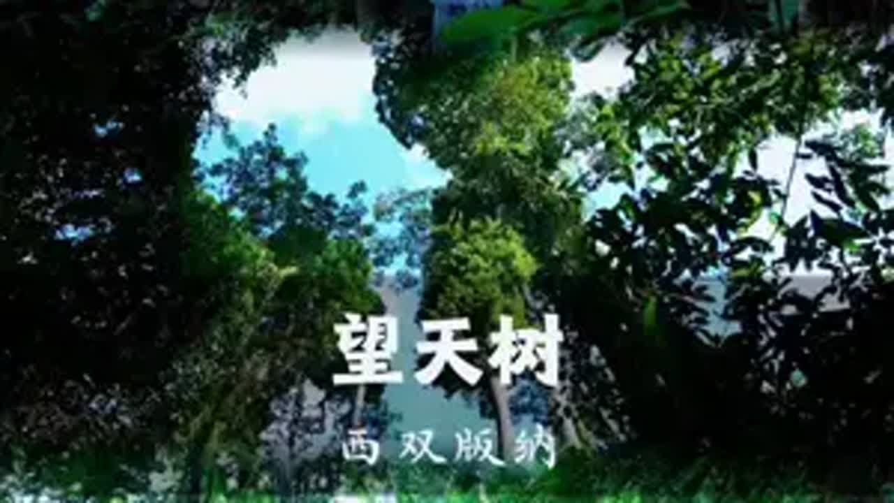 望天树的震撼 我想只有你们来到现场才能感受到 快喊上你的旅游搭子一起出发吧 西双版纳过年怎么玩 我为望天树上分28度的西双版纳太治愈了 ...