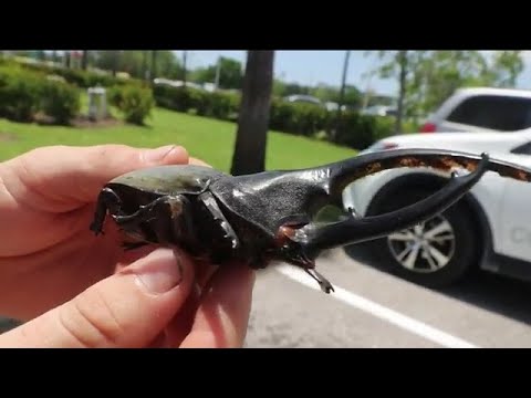 Giant beetle discovery is a Florida first