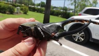 Giant Beetle Discovery Is A Florida First