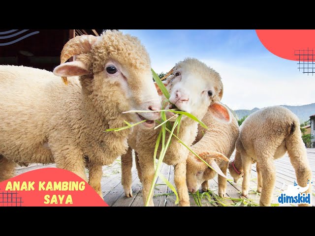 Mana dimana Anak Kambing Saya | Lagu Anak Anak class=