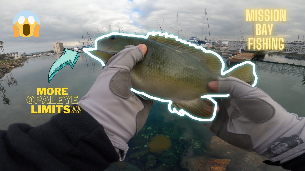 Mission Bay Fishing 2022. More Opaleye?!  (MORE LIMITS!?!?!)