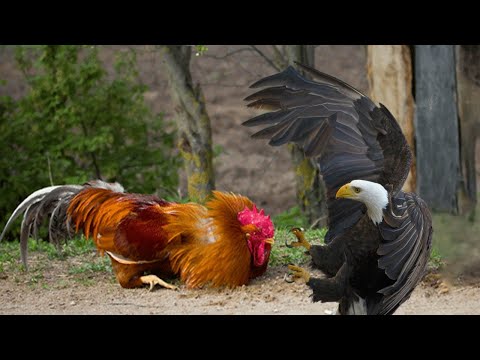 Chicken Dominates Fights Off Eagle, Dog and People - When the chicken fought back