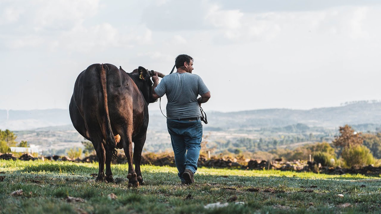 Vaca Maronesa (Trandeiras)