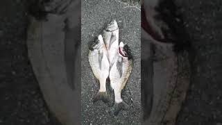 チヌが釣れたけど、赤い魚が釣りたかった　　#shorts