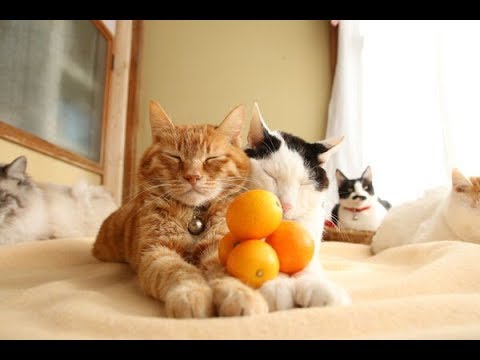 のせ猫 x 金柑ピラミッド　Cat and kumquat