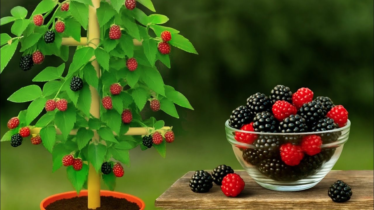 🟣Секреты выращивания малины и ежевики в горшках