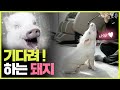 기다려 할 줄 아는 천재 돼지 봤음? [복남TV X 애니멀포유]