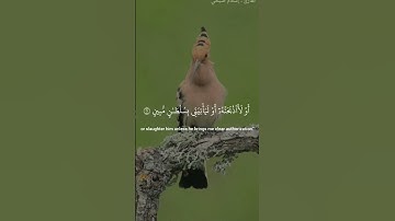 سورة النمل - إسلام صبحي🌹🌹