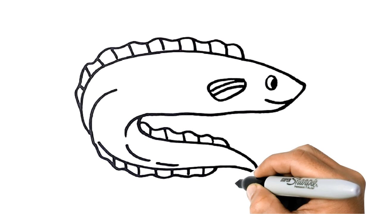 How To Draw An Eel Easy Step By Step Youtube