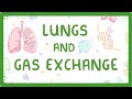 Lung Structure and Function: The Role of Alveoli in Gas Exchange