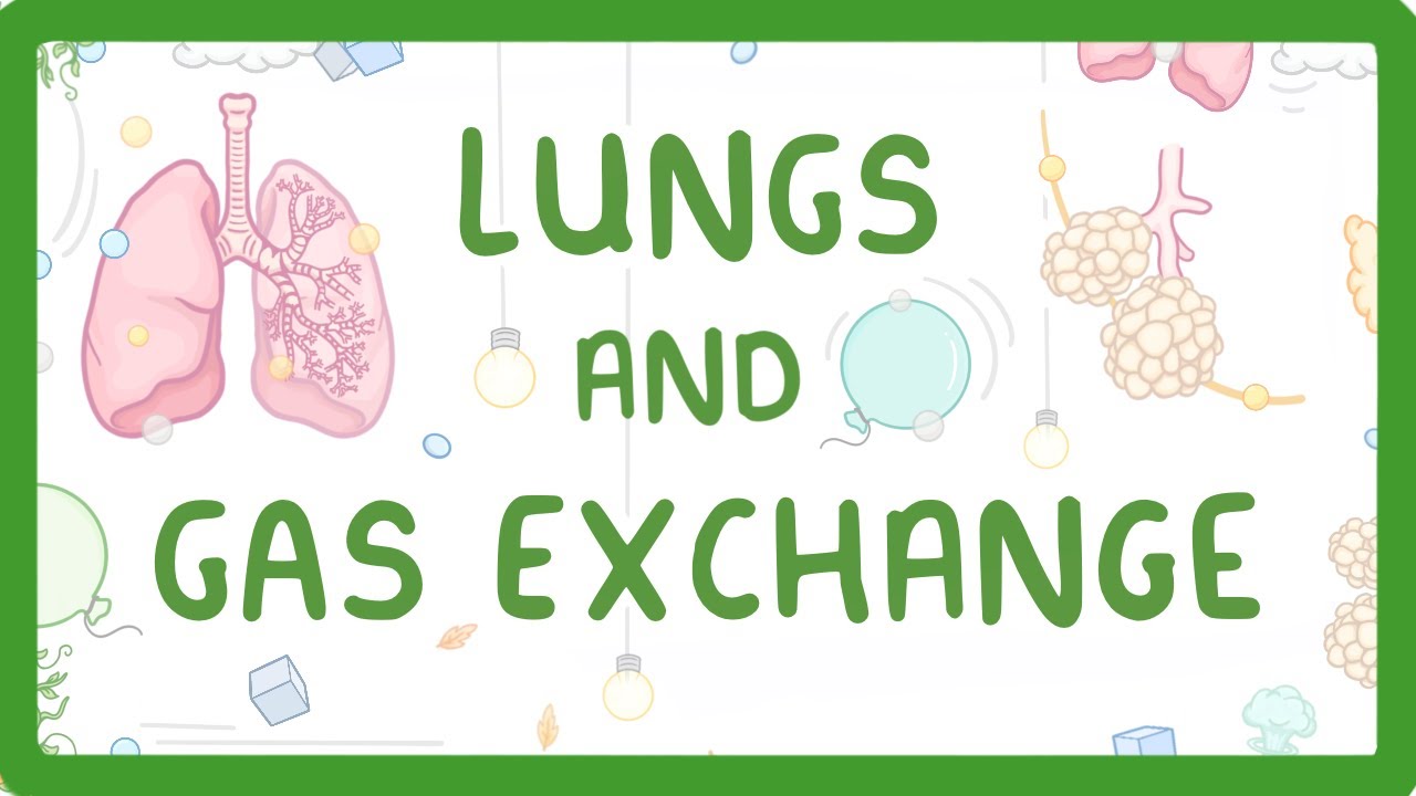 Gcse Biology - Gas Exchange And Lungs  #26