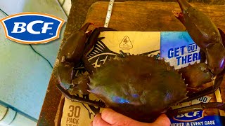 GIANT MUDCRABS With Andrew Ucles 6th may at BCF