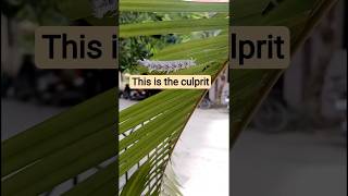 The Caterpillar That Runs the Ecosystem! Mind-Blowing Nature! #naturefacts #scienceshorts #garden
