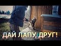 Дворняги очень умные!