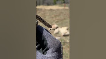 Releasing a Gopher Snake.