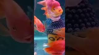 Funny Fish Dance