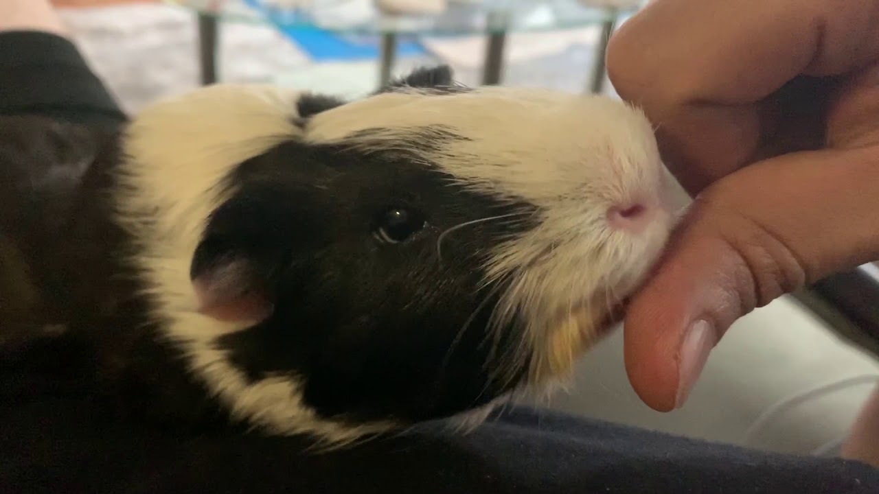 Frodo The Guinea Pig Loves To Kiss and Snuggle YouTube
