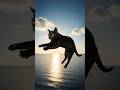 catvflying on the sea pont #trending #viral #funny #youtubeshorts #shorts