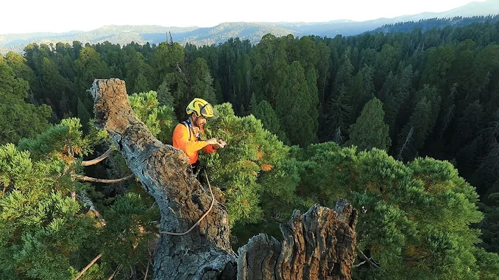 Big Tree Love