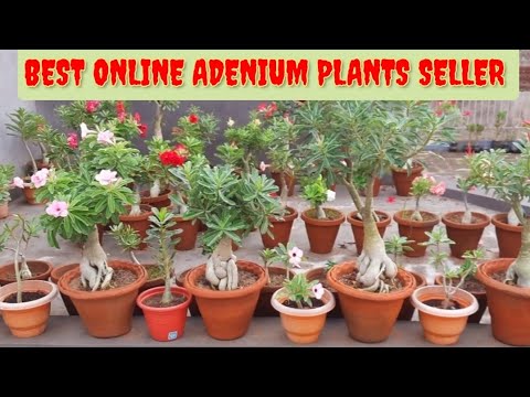 BEST ONLINE ADENIUM