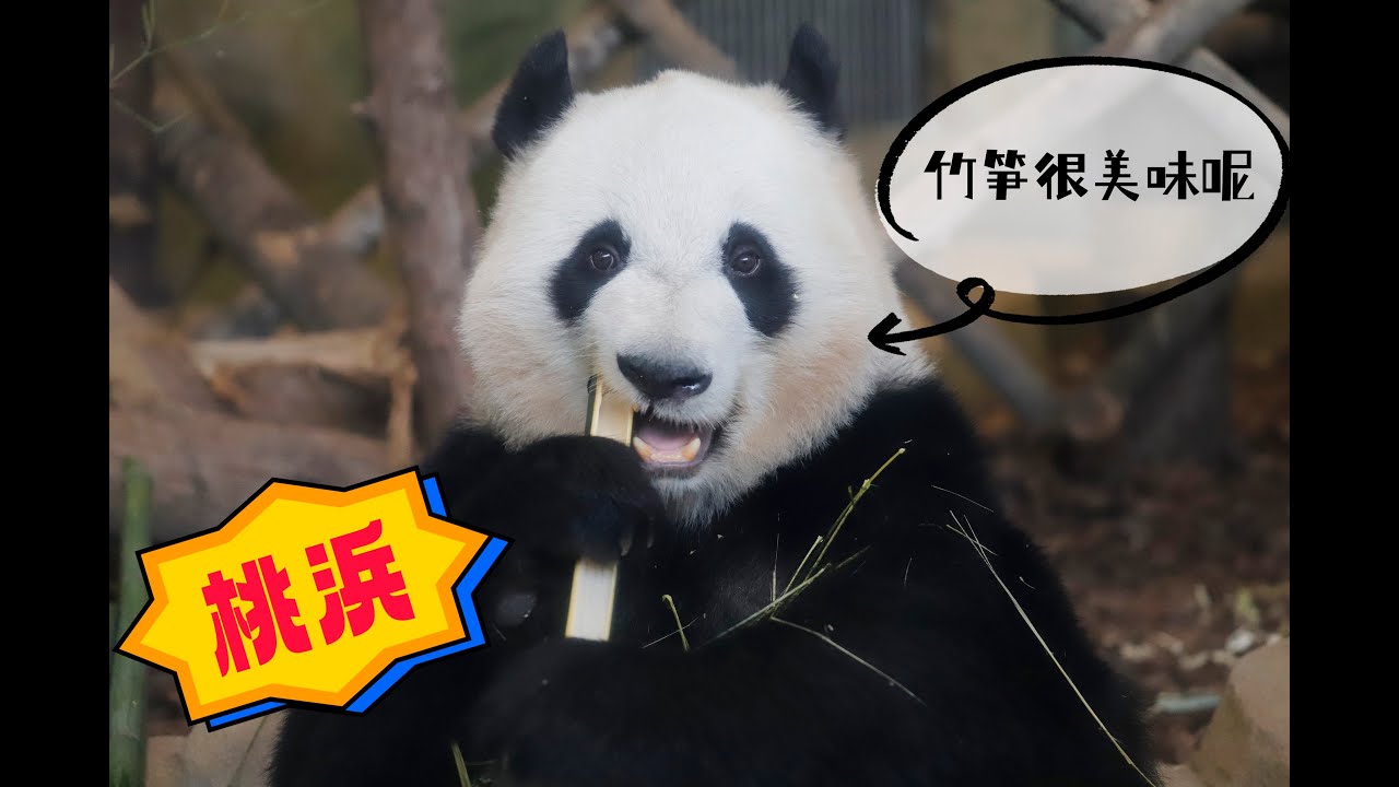 Panda 桃浜：看来桃浜已经适应了中国的食物，吃得很香呢，大脸蛋超可爱的