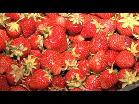 Видео: Защита от замръзване на ягоди - съвети за защита на ягодовите растения от замръзване