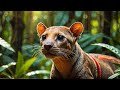 Bizarre Creatures and Their Extraordinary Adaptations