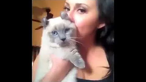 Watch the video about Gato Munchkin divertido - Funny Munchkin cat