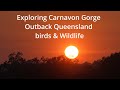 Exploring Carnarvon Gorge, Outback Queensland. Birds &amp; Wildlife.