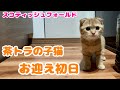 【お迎え初日】新入りの茶トラの子猫がやってきた！