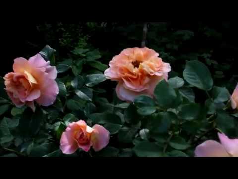 Розы Августа Луиза ,Лионс, Индиголетта и другие 2019