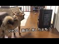 初めてのファンヒーターに戸惑う柴犬。【柴犬つむ】[shibainu-tsumu]