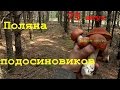 Поляна подосиновиков (75 штук)