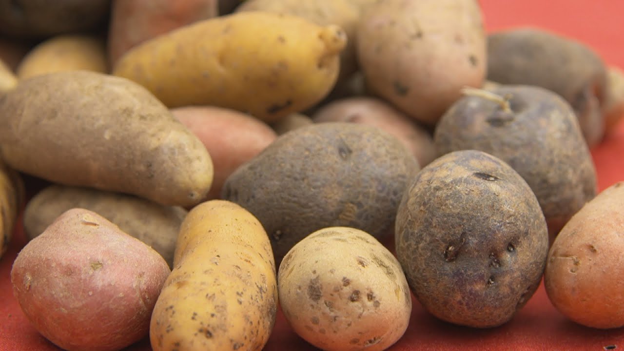 Comment choisir la bonne pomme de terre? - L'épicerie